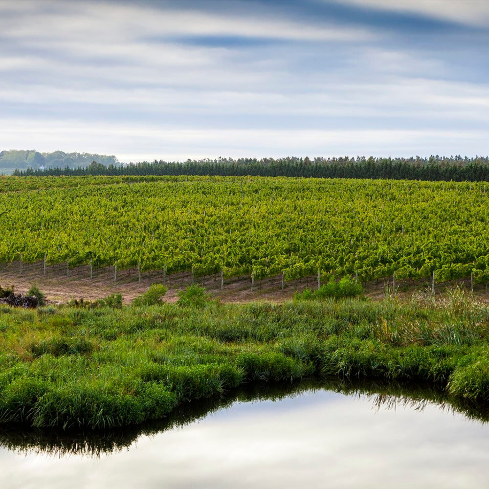 Catherine Marshall Wines