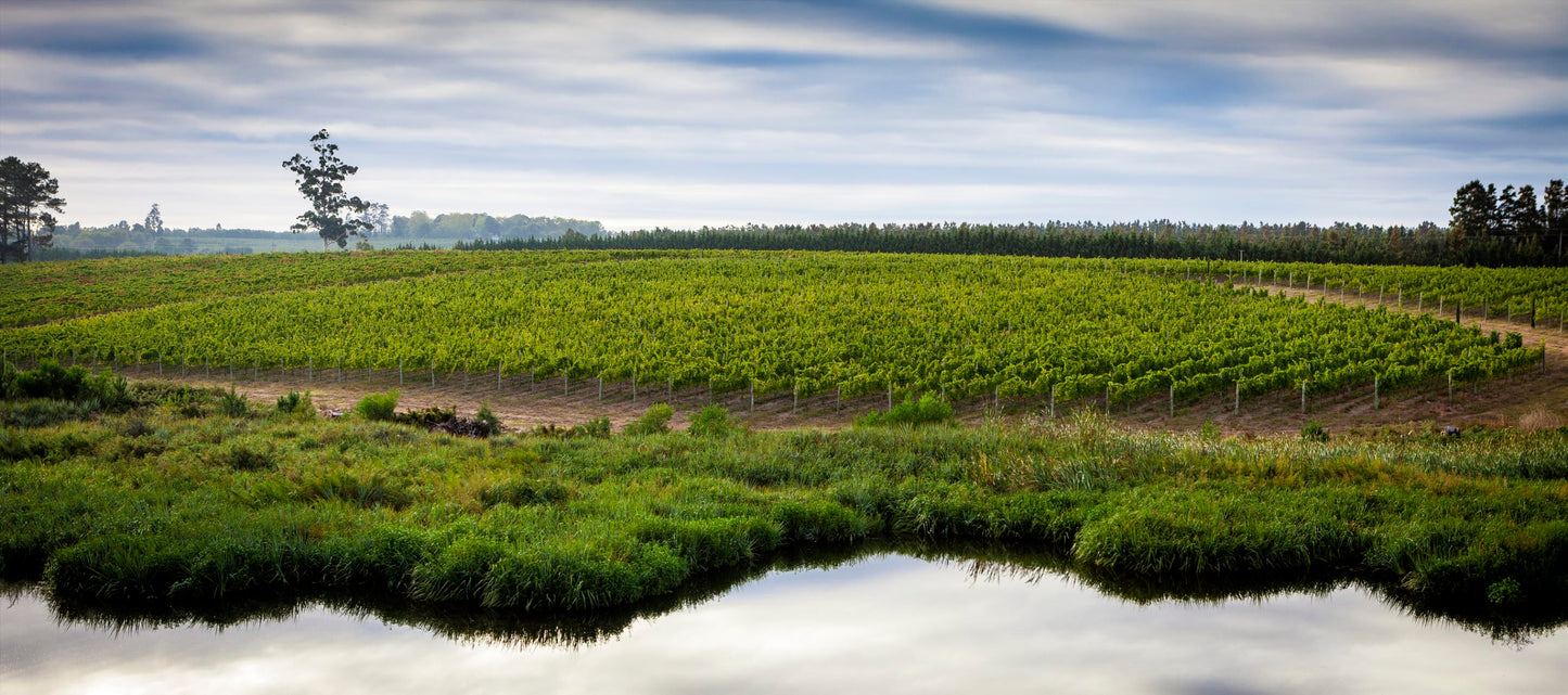 Catherine Marshall Wines