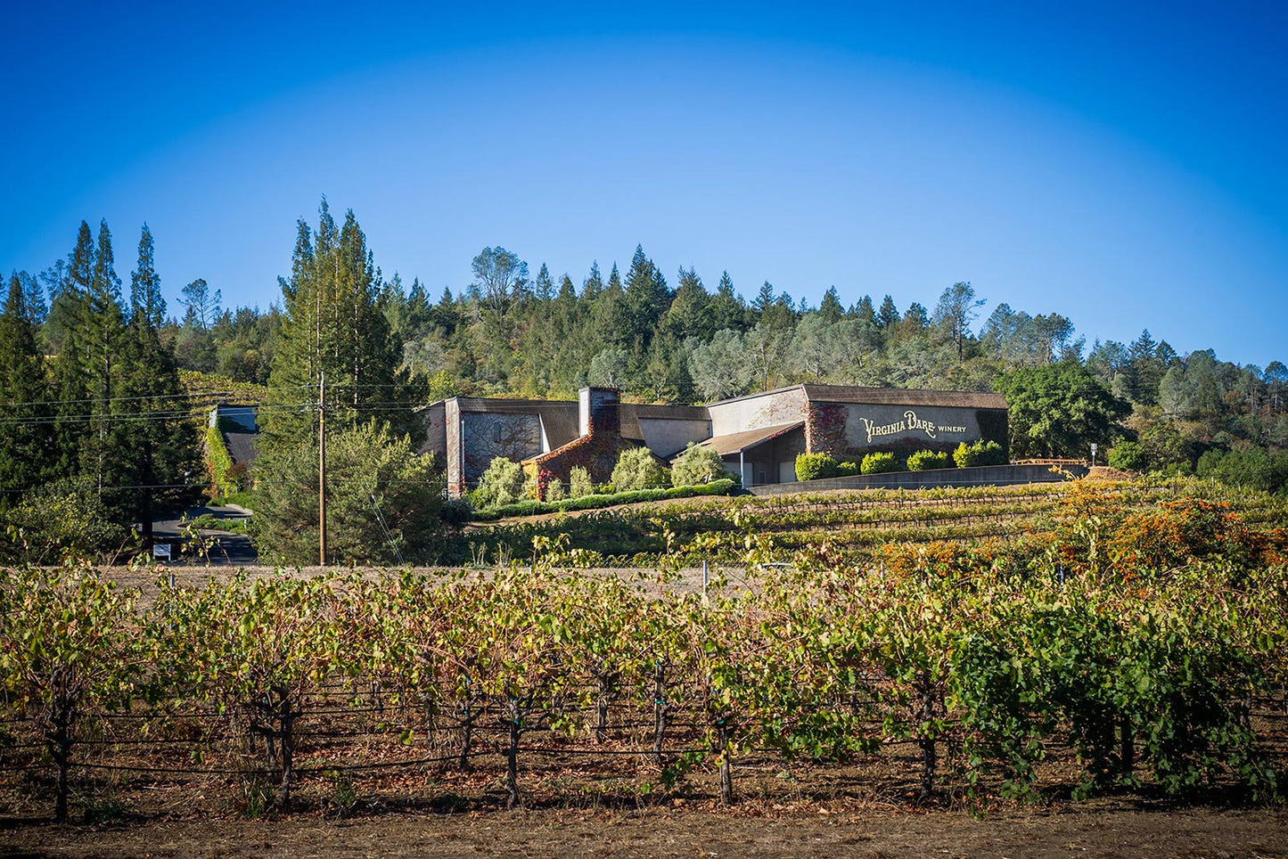 Virginia Dare Winery