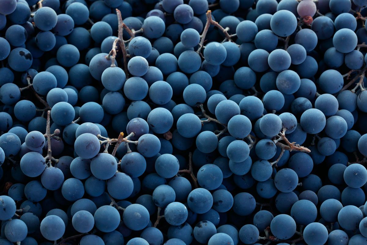 Bodeagas Arzuaga Navarro