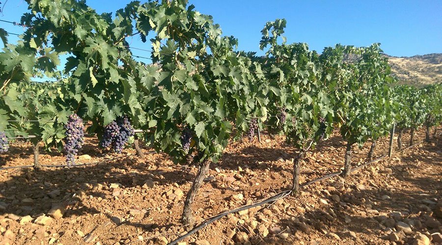 Bodegas y Viñedos La Solana, Pago Florentino