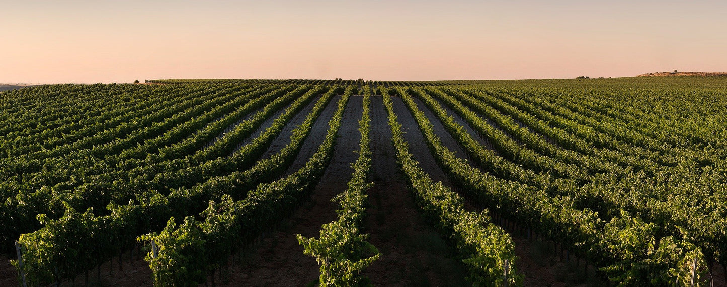 Conde de San Cristóbal Winery