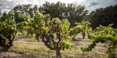 Celler Cosmic Vinyaters