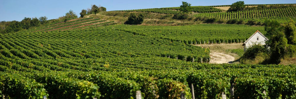Domaine Cedrick Bardin