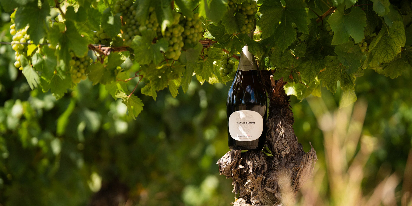 The Growing Trend of Non-Alcoholic Wines