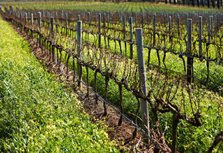 Hamilton Russell Vineyards