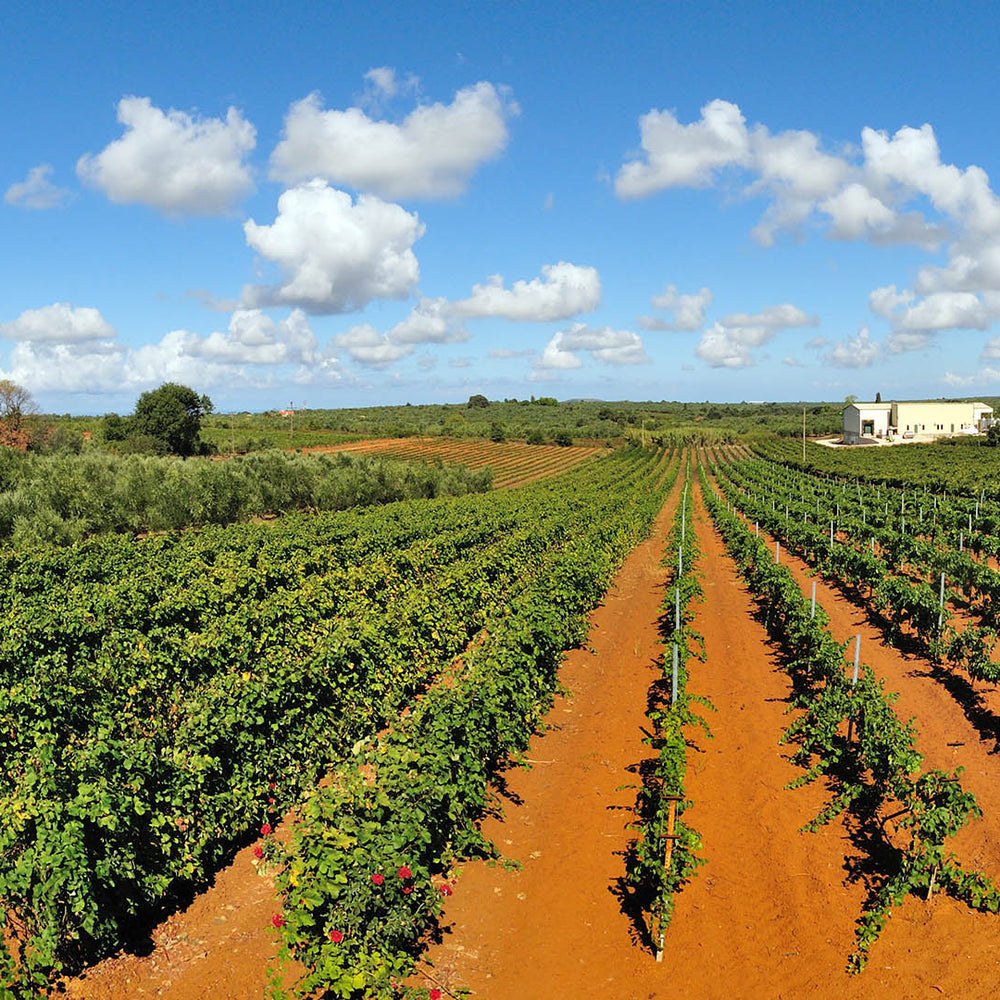 Panagiotopoulos Wines