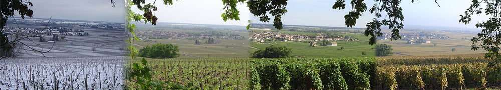 Domaine Guillemard-Clerc