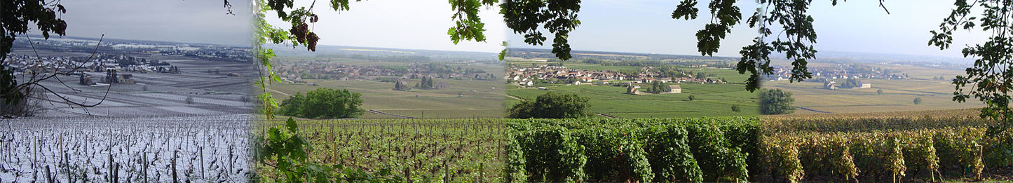 Domaine Guillemard-Clerc