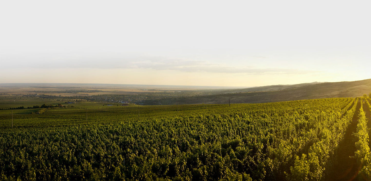 Budureasca Wines