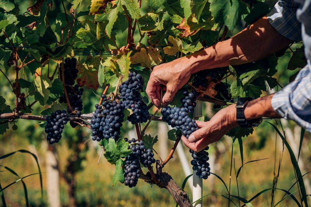 Leoparodi (Filari di Luna)