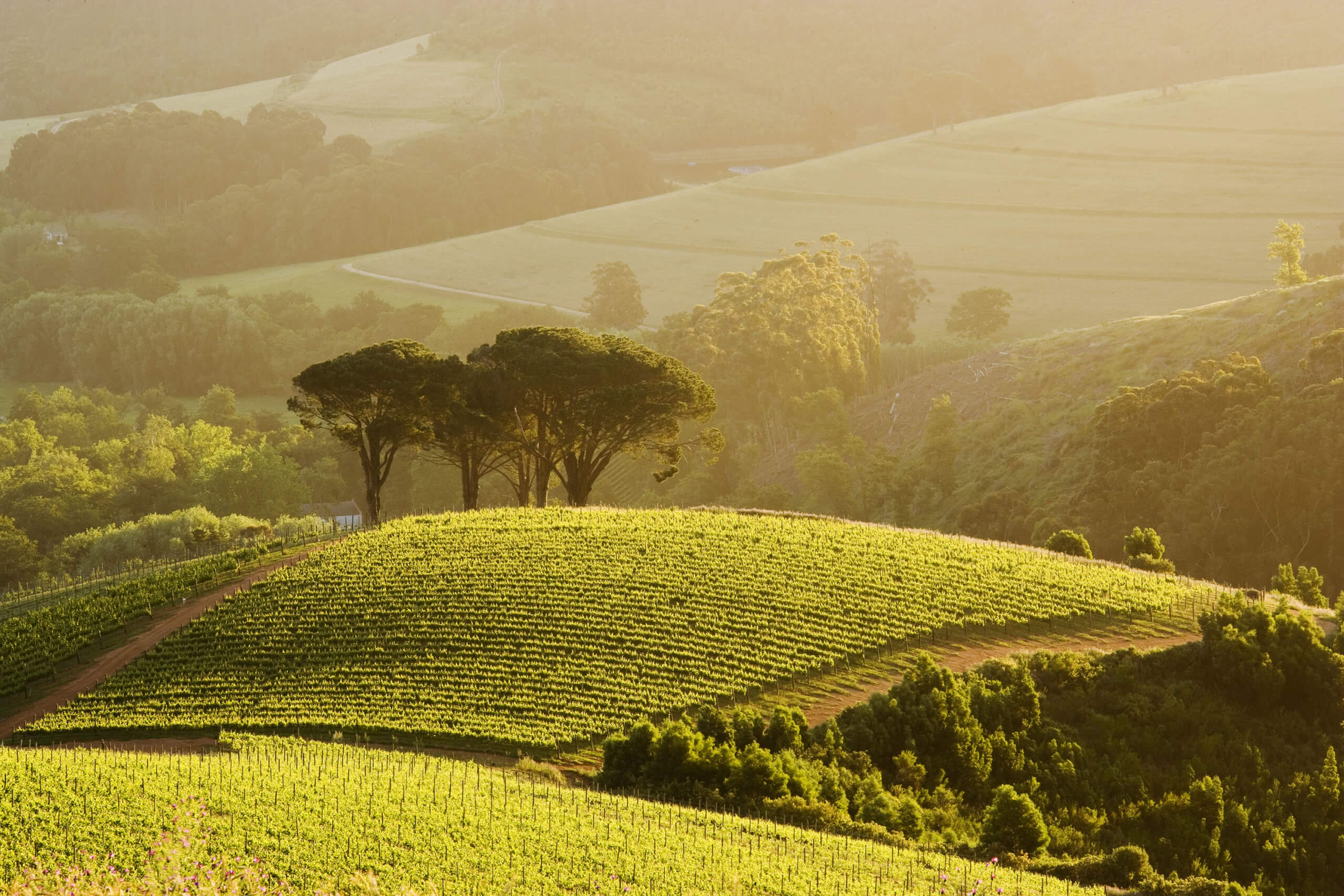 Rustenberg Wines – BoundbyWine