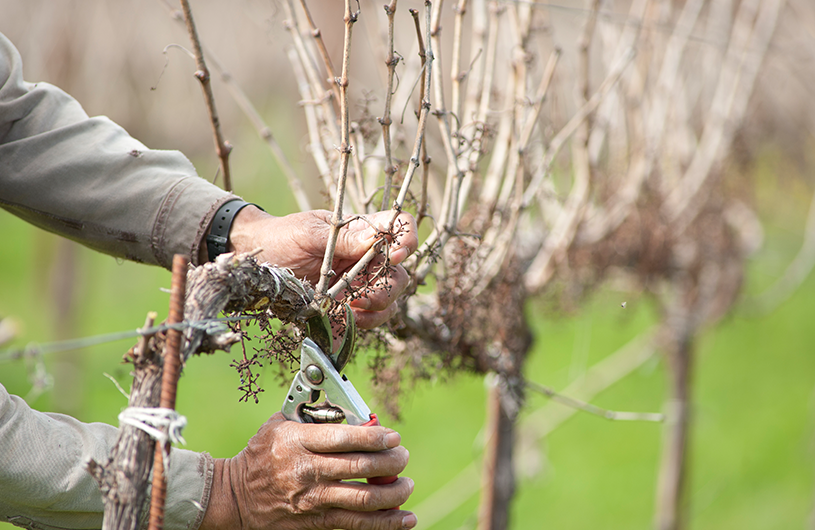 Black Stallion Estate Winery