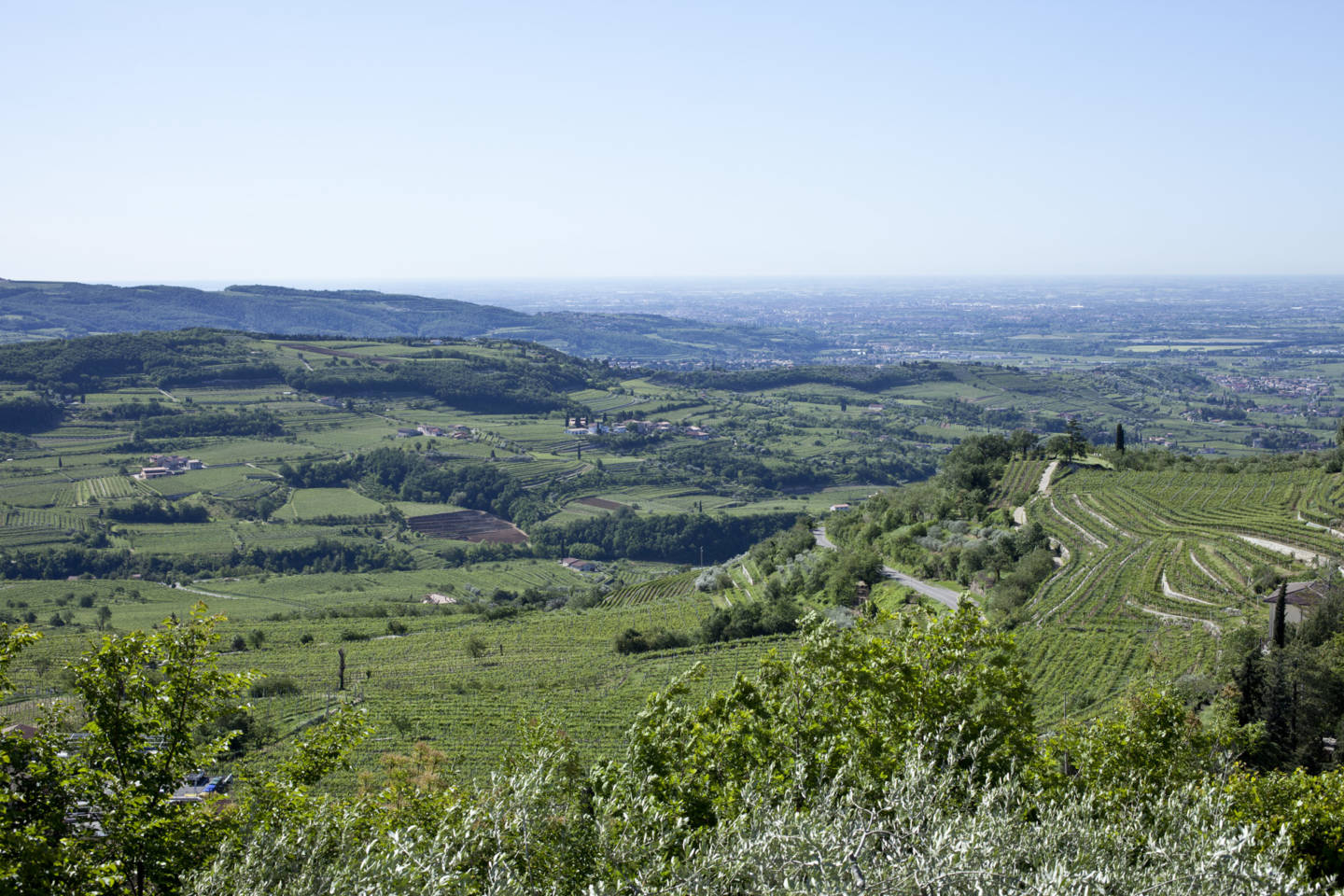 Campagnola