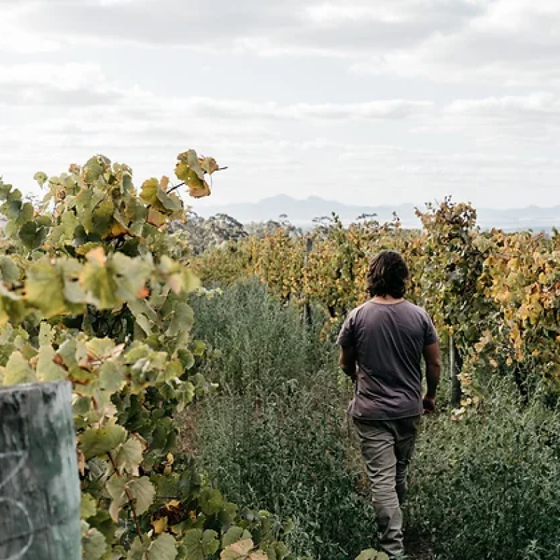 Express Winemakers